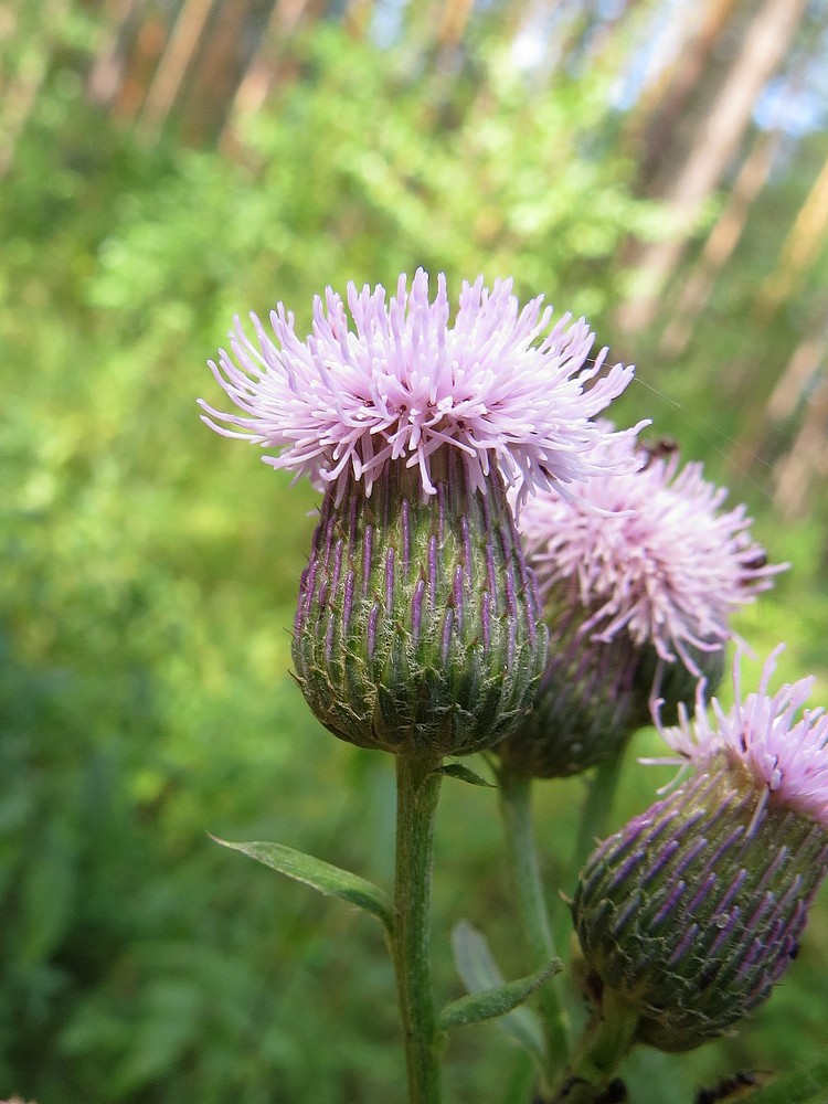 Изображение особи Cirsium setosum.