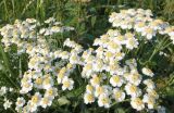 Achillea cartilaginea