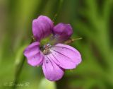 Geranium columbinum. Цветок. Молдова, Страшенский р-н, с. Каприяна, свежая грабовая дубрава. 25.05.2014.