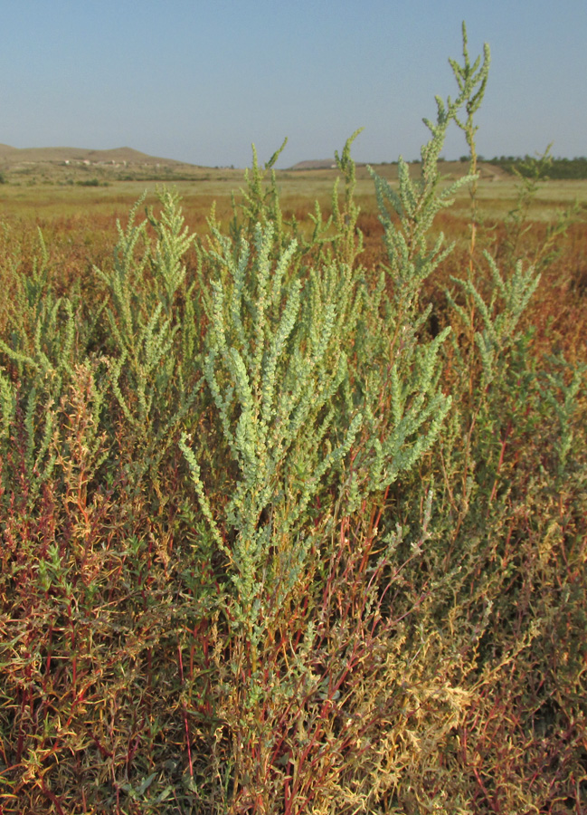 Изображение особи Suaeda acuminata.