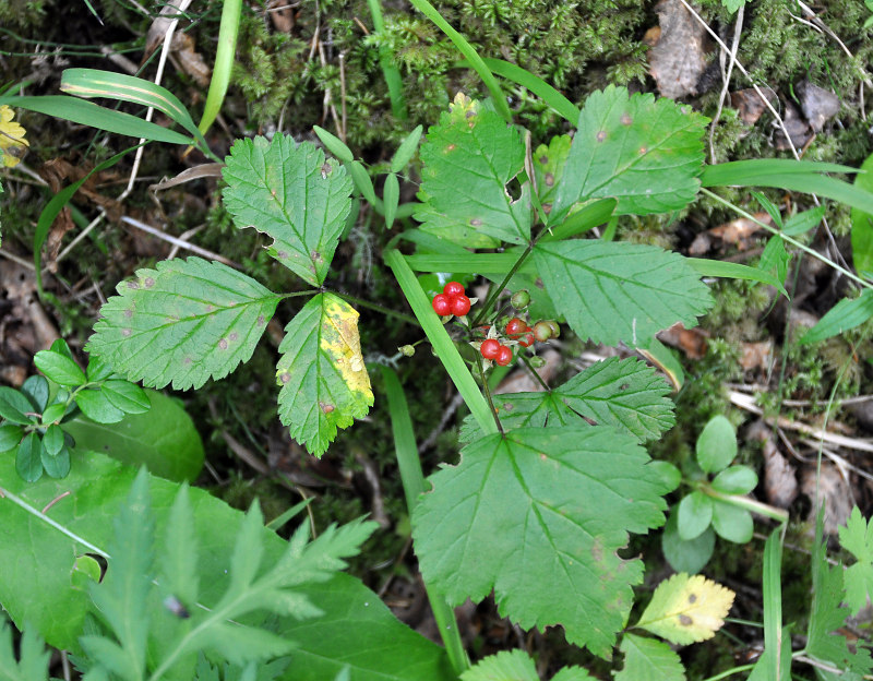 Image of Rubus saxatilis specimen.