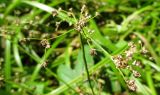 Scirpus sylvaticus. Соплодие. Украина, г. Киев, лес на восточной окраине, болото. 29.08.2014.
