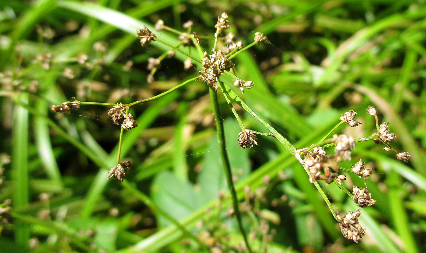 Image of Scirpus sylvaticus specimen.