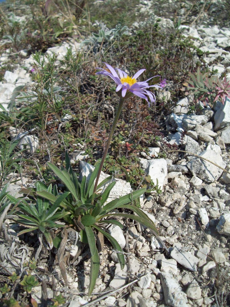 Изображение особи Aster serpentimontanus.