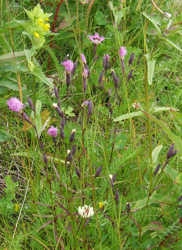 Изображение особи Dianthus superbus.