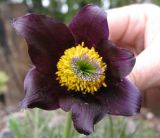 Pulsatilla bohemica