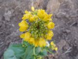 Brassica campestris