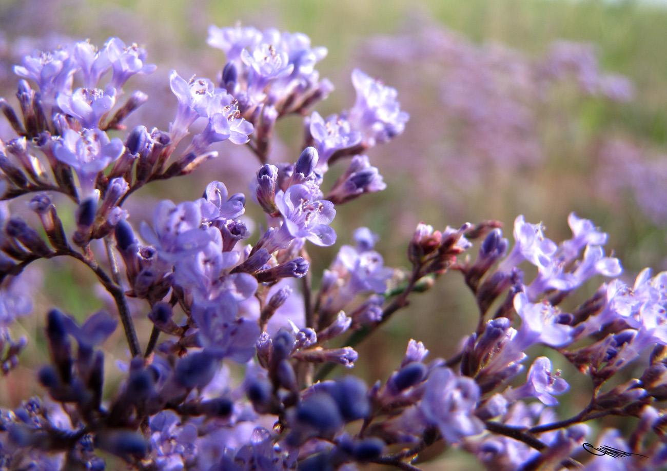 Изображение особи Limonium gmelinii.