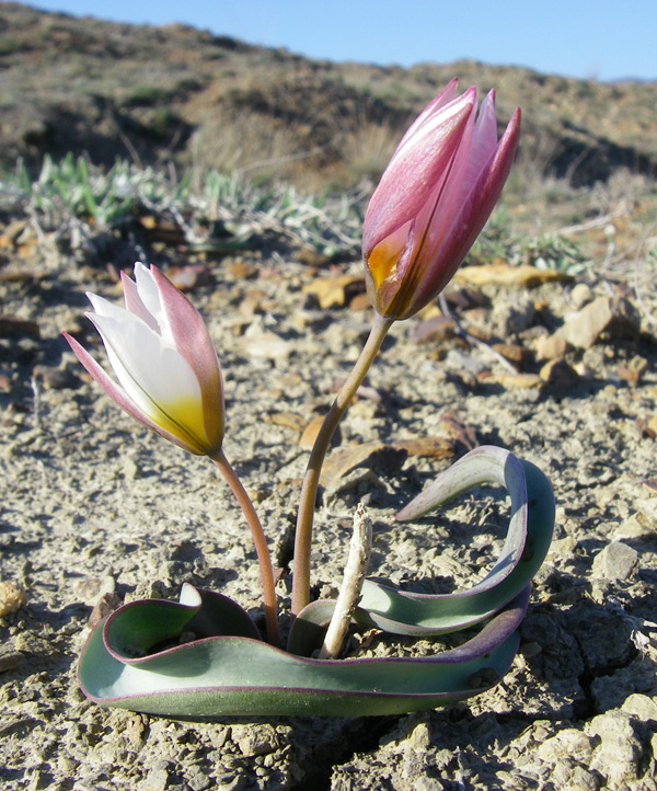 Image of Tulipa biflora specimen.