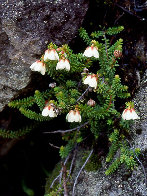 Image of Harrimanella stelleriana specimen.