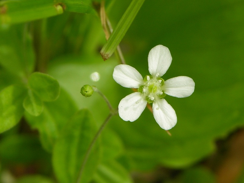 Image of Moehringia lateriflora specimen.