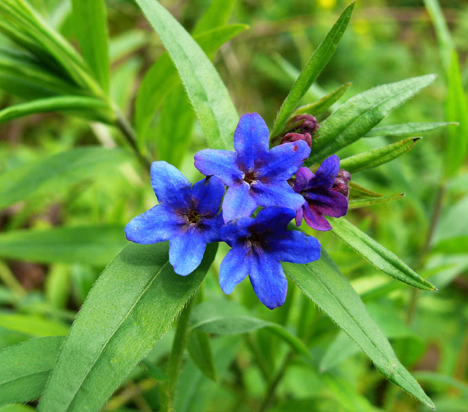 Изображение особи Aegonychon purpureocaeruleum.