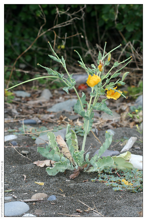 Image of Glaucium flavum specimen.