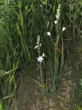 Ornithogalum fischerianum. Цветущие растения. Волгоградская обл., Городищенский р-н, балка Песчаная. 25.05.2005.