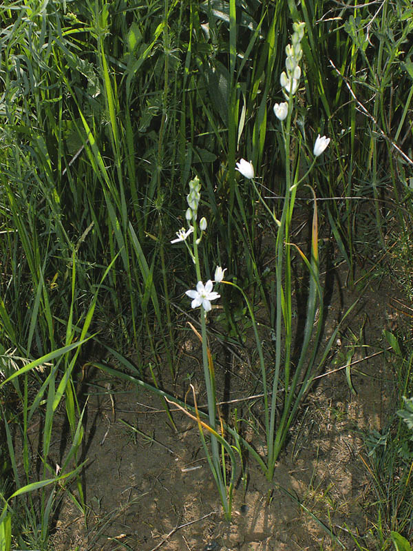 Изображение особи Ornithogalum fischerianum.