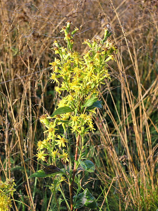 Image of Solidago virgaurea specimen.