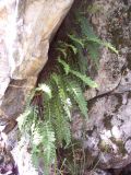 Polypodium vulgare