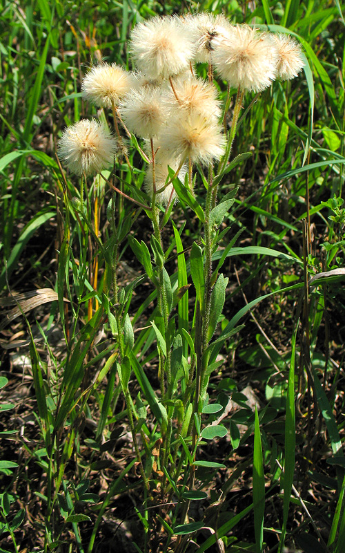 Image of Erigeron acris specimen.