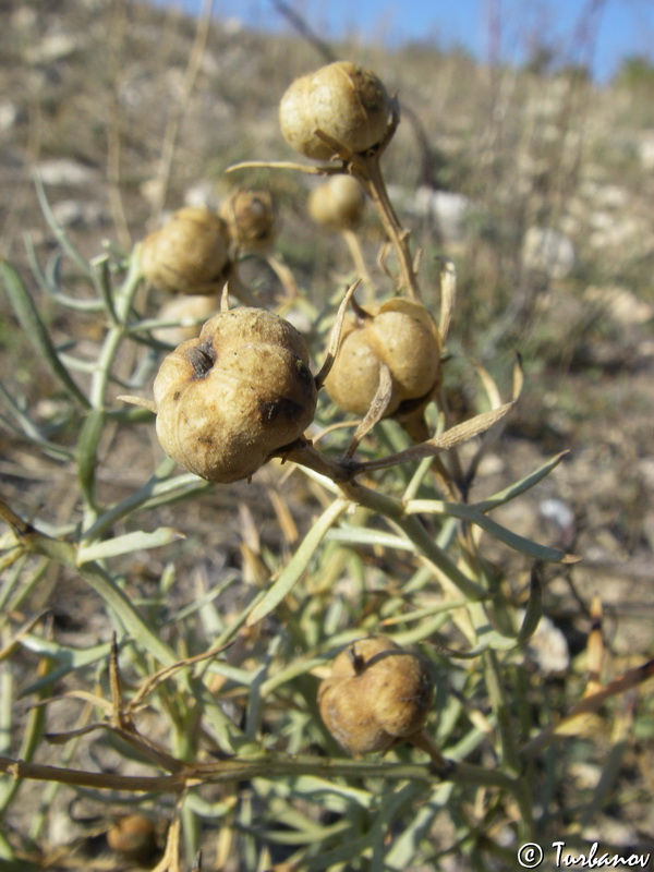 Image of Peganum harmala specimen.
