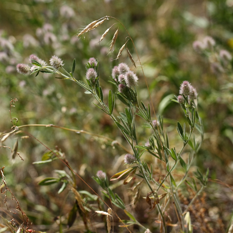 Изображение особи Trifolium arvense.