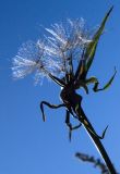 Tragopogon orientalis