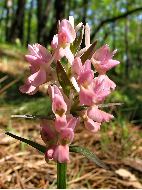 Image of Dactylorhiza romana specimen.