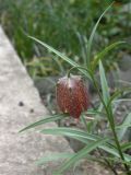 Fritillaria orientalis