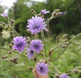 Image of taxon representative. Author is Вероника Котлярова