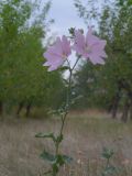 Malva thuringiaca