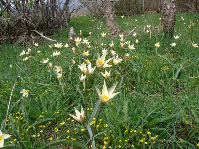 Изображение особи Tulipa bifloriformis.