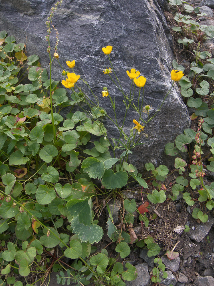 Изображение особи Ranunculus subtilis.