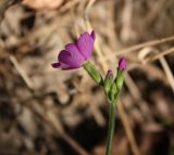 Primula cortusoides. Соцветие. Хакасия, окр. с. Аршаново, черёмухово-осокорник у русла р. Абакан. 28.05.2015.