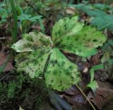 Sanicula europaea