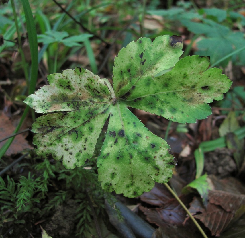 Image of Sanicula europaea specimen.