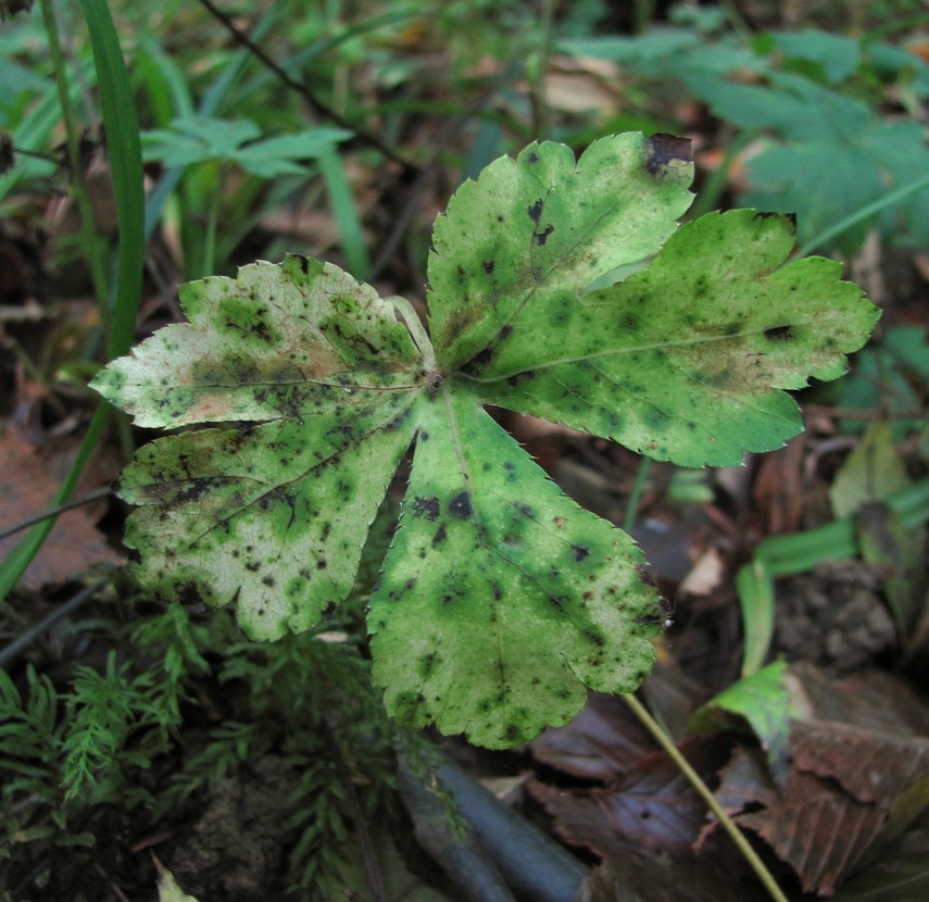 Изображение особи Sanicula europaea.