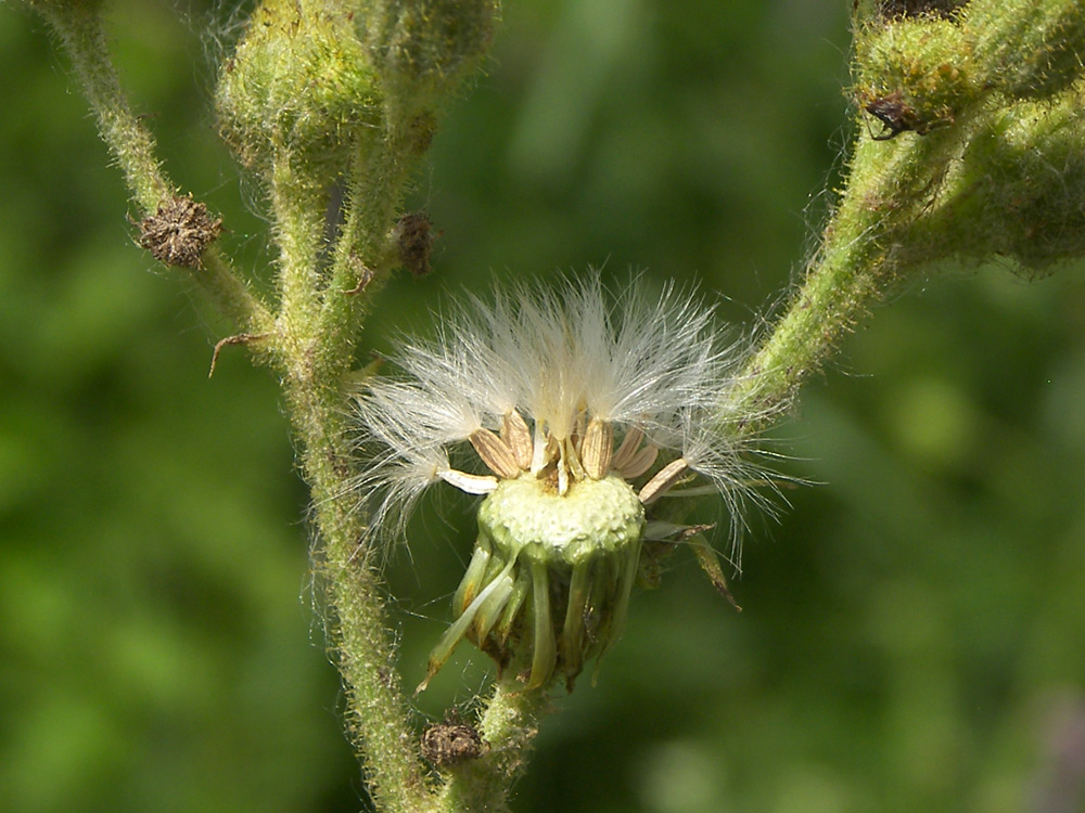 Изображение особи Sonchus palustris.