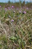 Primula farinosa