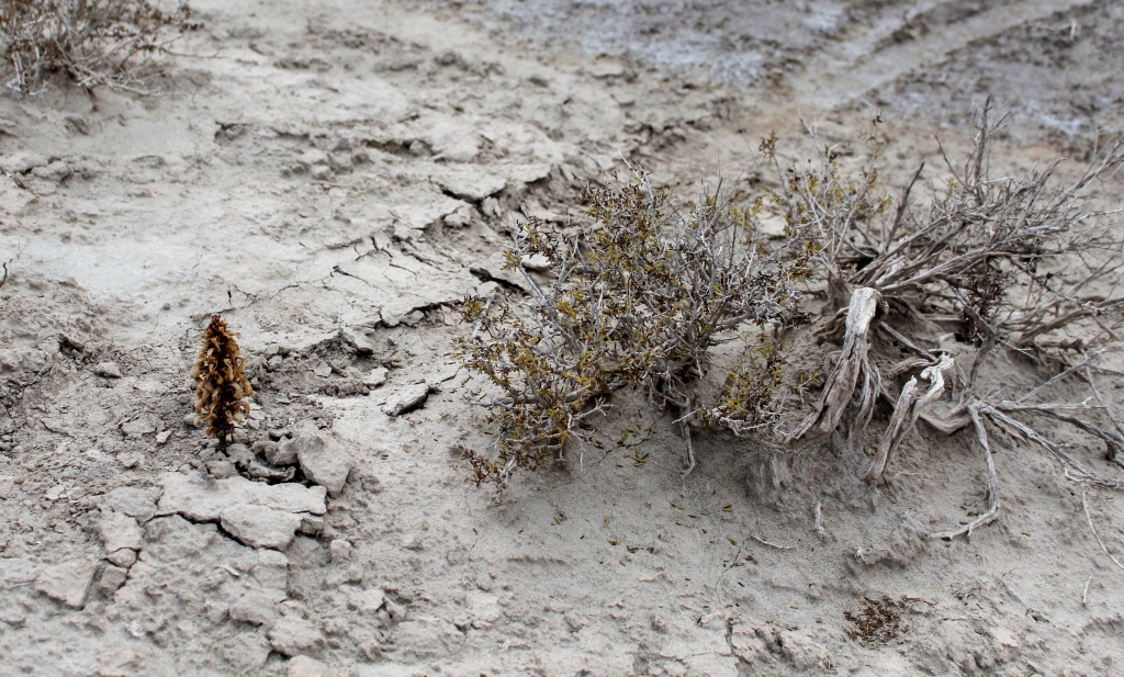 Image of Salsola arbuscula specimen.