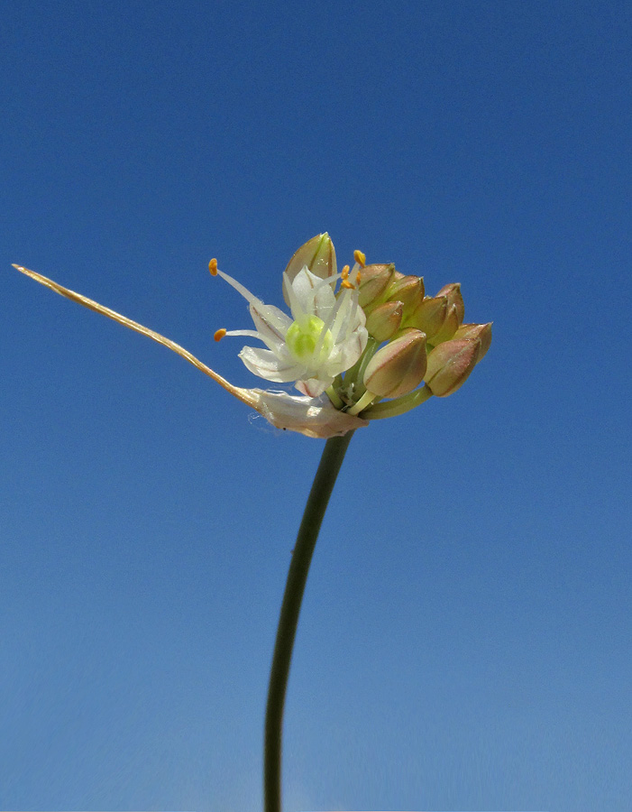 Image of Allium marschallianum specimen.