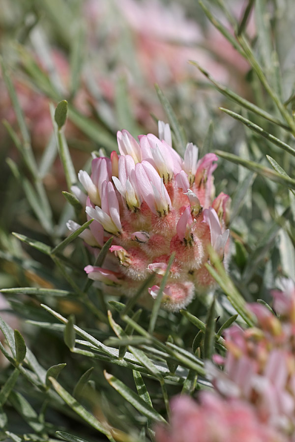 Изображение особи Astragalus inaequalifolius.