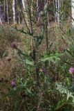 Cirsium vulgare