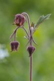 Geum rivale