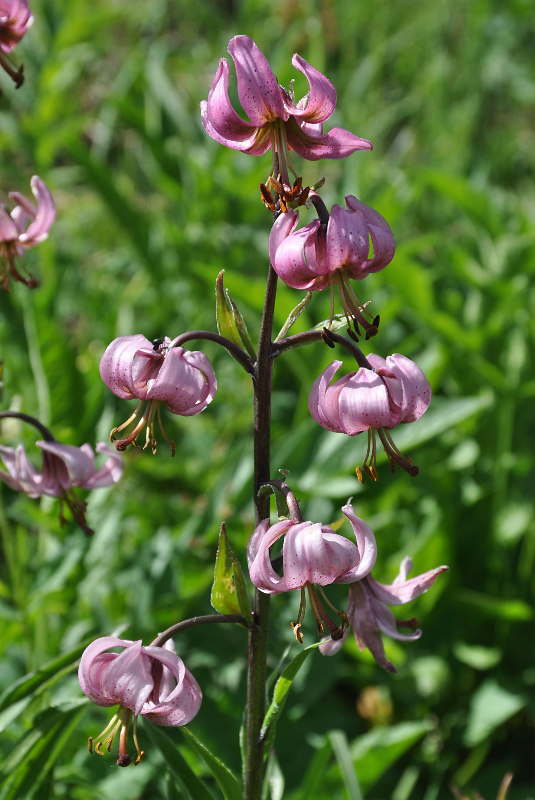 Image of Lilium pilosiusculum specimen.