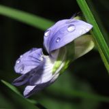 Viola rupestris