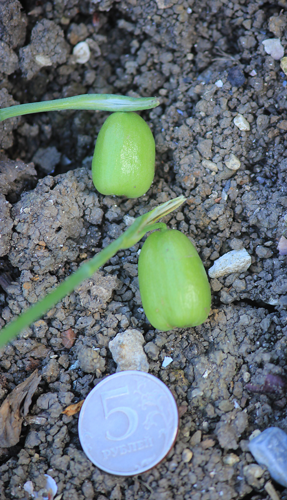 Изображение особи Galanthus plicatus.