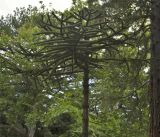 Araucaria araucana
