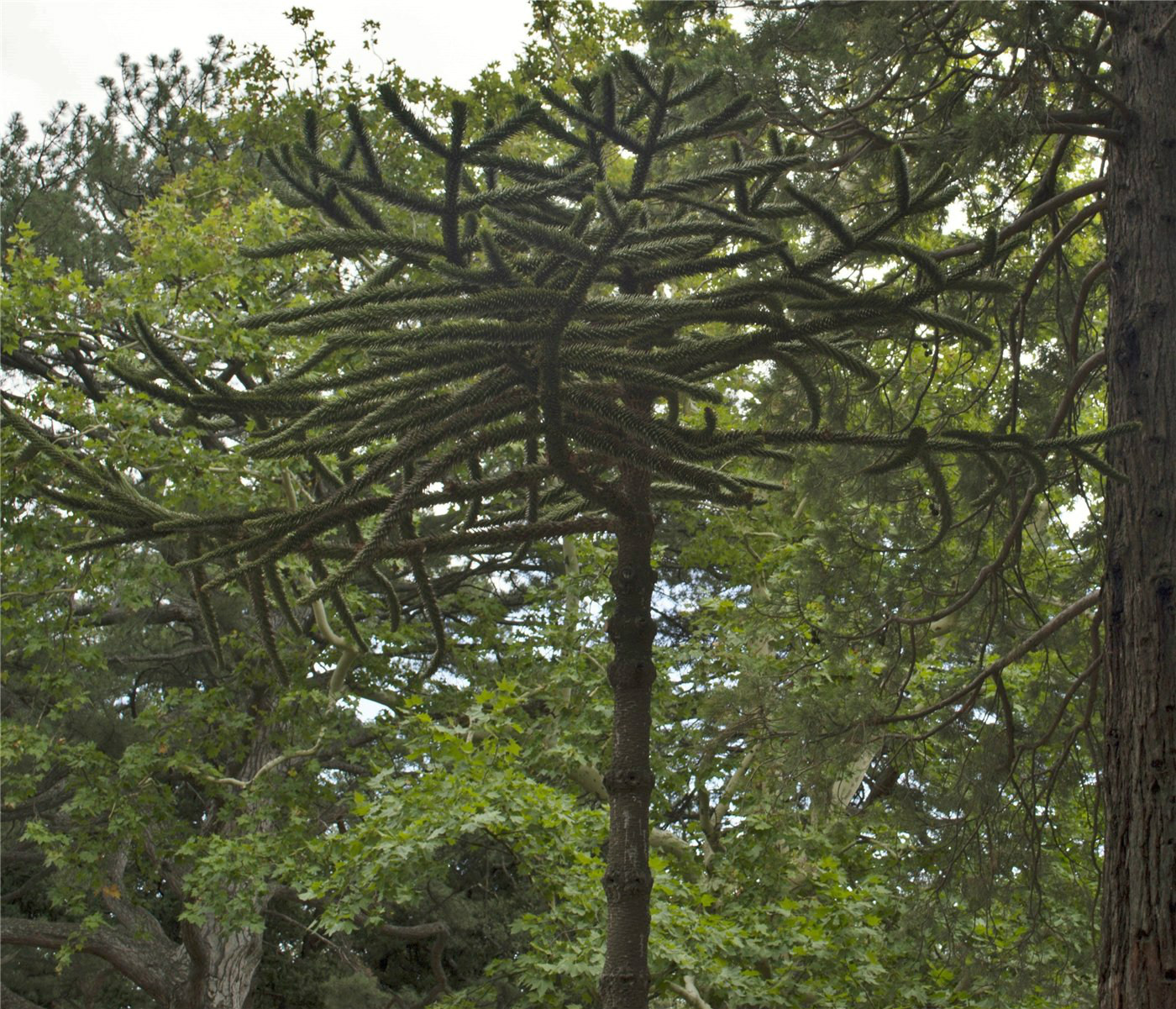 Image of Araucaria araucana specimen.