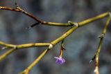 Limonium roridum