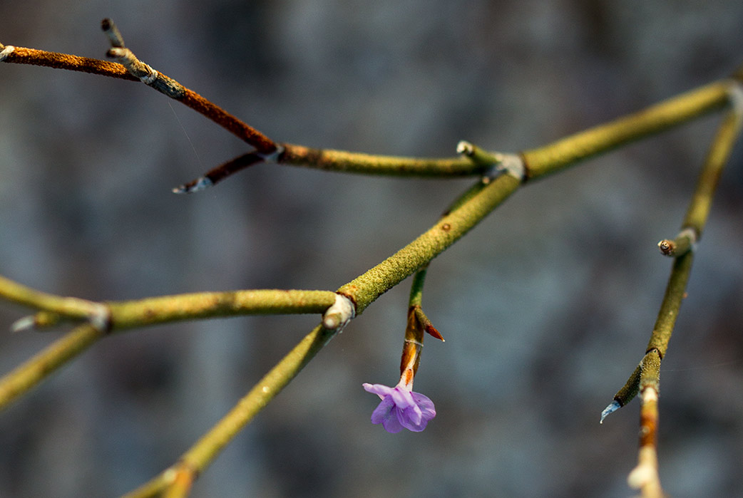 Изображение особи Limonium roridum.