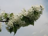 Image of taxon representative. Author is Михаил Шовкун